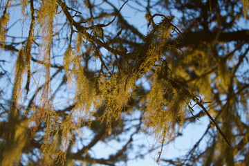 mossy tree branch