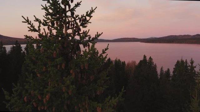 Tall pine with cones; sunrise over lake Zuratkul; pastel pink, purple colors of morning sun in countryside; silhouette of trees in morning shadow; amazing autumn sky; mountains on background, aerial