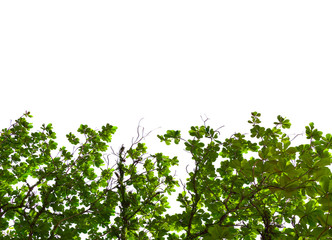 Terminalia catappa leaves isolated on white background with copy space text area, wide composition.