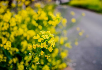 Obraz premium Beautiful Meadow yellow flowers on side road on a bokeh background, Sunny day beautiful nature concept background