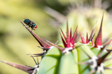 Metallic blue fly perched on cochal cactus spike