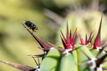 Metallic blue fly perched on cochal cactus spike