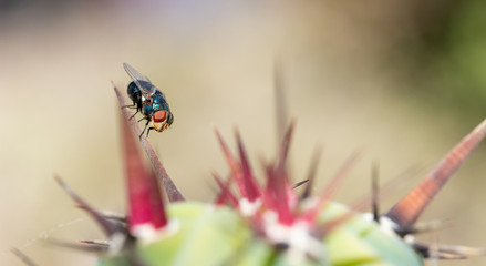 Metallic blue fly perched on cochal cactus spike