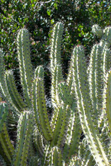 Cochal cactus Myrtillocactus cochal from Baja California west coast