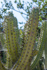 Cochal cactus Myrtillocactus cochal from Baja California west coast