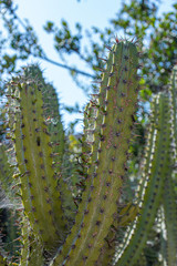 Cochal cactus Myrtillocactus cochal from Baja California west coast