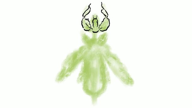 Time lapse video 2D animation of a drawing of a Mantis Foliatus, Phyllium siccifolium or leaf bug on white screen in HD high definition.