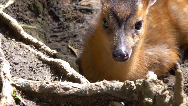 Portrait of baby of Indian muntjac or Muntiacus muntjak , is a deer species native to South and Southeast Asia