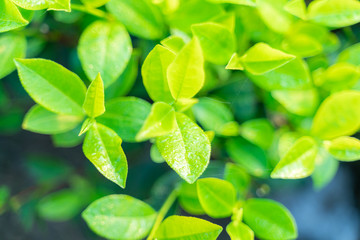 Green tea buds and leaves at early morning on plantation