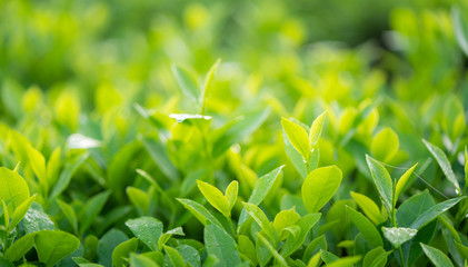 Green tea buds and leaves at early morning on plantation