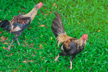 Rooster and hen relax and finding food in green field.