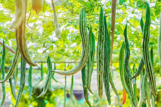 Snake gourd (Trichosanthes anguina Linn) hanging in vegetable garden. Selective focus.