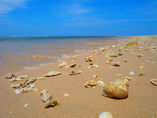 sea shell on the coast