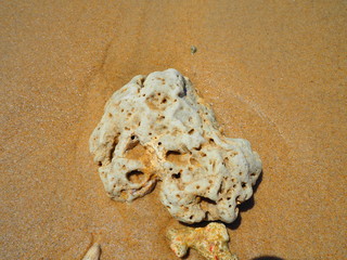 coral on the coast