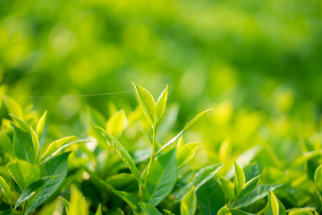 Green tea buds and leaves at early morning on plantation