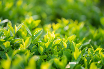 Green tea buds and leaves at early morning on plantation