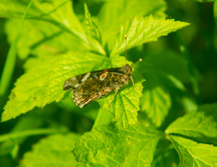 Fototapeta premium butterfly on a leaf