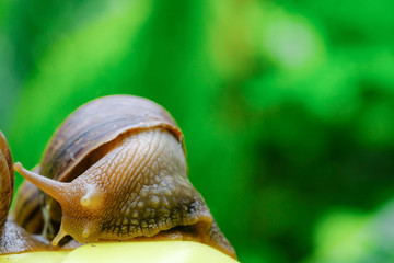 Big snail in shell crawling on road, summer day in garden, A common garden snail climbing on a stump, edible snail or escargot, is a species of large, edible, air-breathing land.
