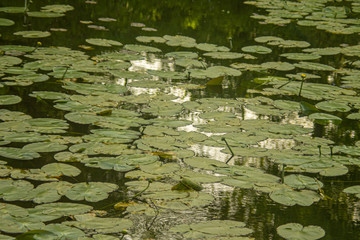 water lily in the pond