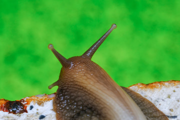 Big snail in shell crawling on road, summer day in garden, A common garden snail climbing on a stump, edible snail or escargot, is a species of large, edible, air-breathing land.