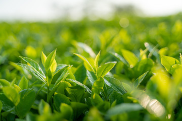 Green tea buds and leaves at early morning on plantation