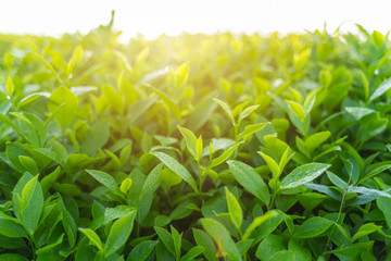 Green tea buds and leaves at early morning on plantation