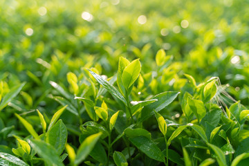 Green tea buds and leaves at early morning on plantation