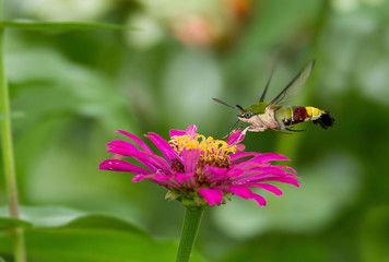 Humming bird Hawk-Moth Butter Fly