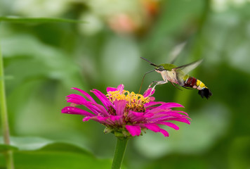 Humming bird Hawk-Moth Butter Fly