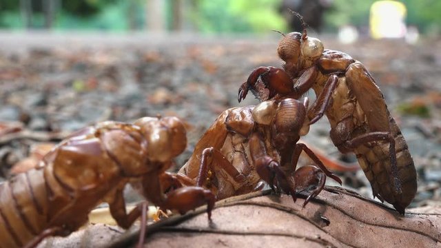 Close Shot of Cicada Shells Next to a Road
