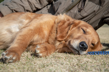 世界の名犬牧場