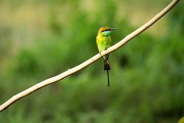colorful bird on a branch