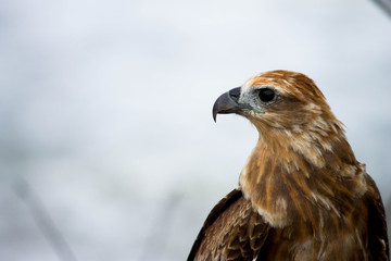 bird of prey