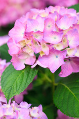 Fototapeta premium Pink hydrangea flower in the garden