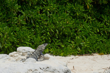 Iguana at the beach
