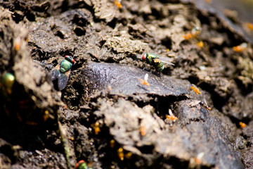 House fly on a Cow Dung