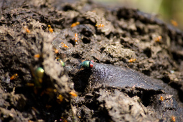 House fly on a Cow Dung
