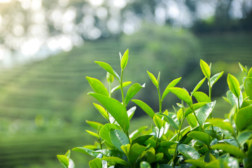 The top of Green tea leaves in a tea plantation in morning. The best time to pick the leaves.