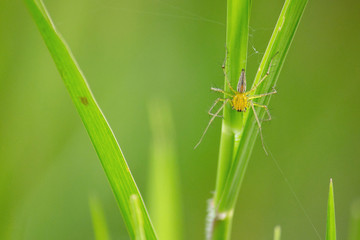 spider on a grass