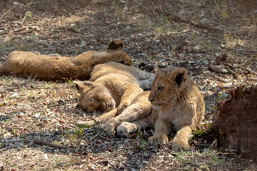 Three Baby Lion cubs in Masai Marai in Kenya Africa