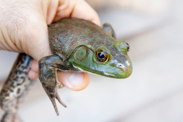 close-up of young mans hand holding a wild green big frog, Edible frog - Pelophylax esculentus