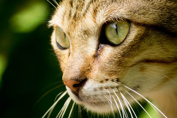 portrait of a cat