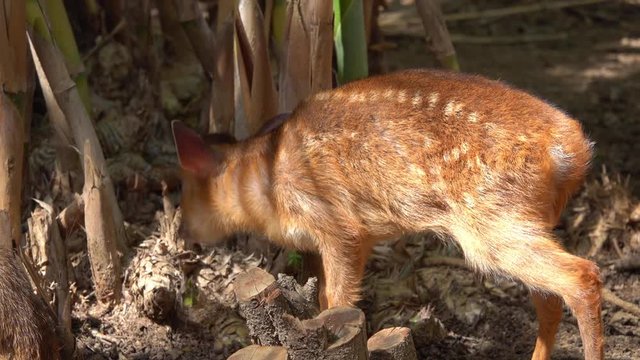 Indian muntjac or Muntiacus muntjak , baby deer approaching his mother