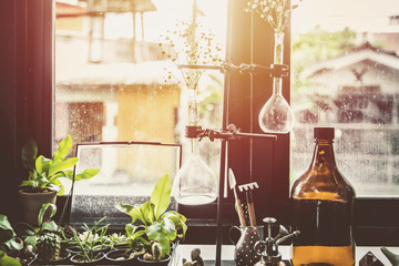 Green plant herbal medical extract science equipment home decoration