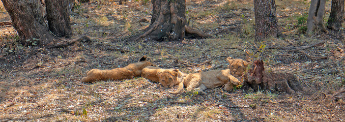 Three Baby Lion cubs in Kruger National Park in South Africa
