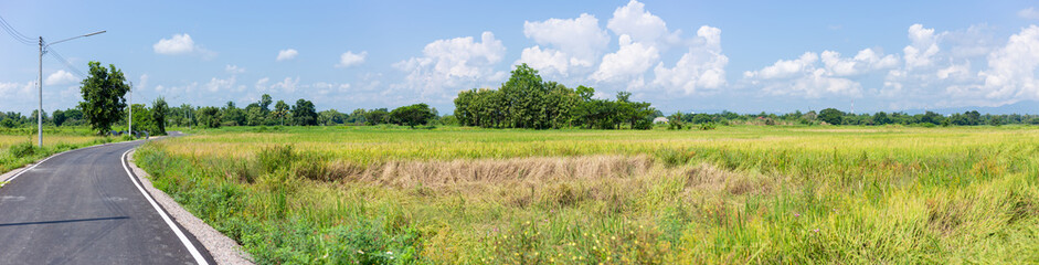 rural asphalt country road side rice field wide angle panorama landscape view.