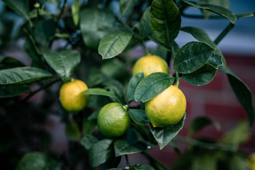 Yellow lemon on the lemon tree