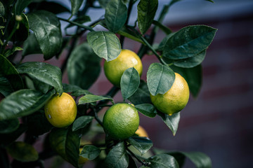 Yellow lemon on the lemon tree