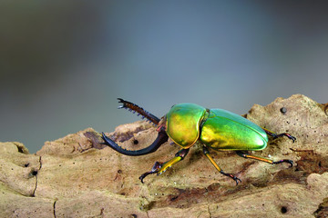 Beetle : Sawtooth beetles (Lamprima adolphinae) or Stag beetles, one of world's most beautiful stag beetle. Beetle in forest. Selective focus, blurred background with copy space.