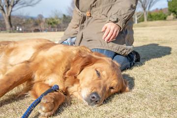 世界の名犬牧場